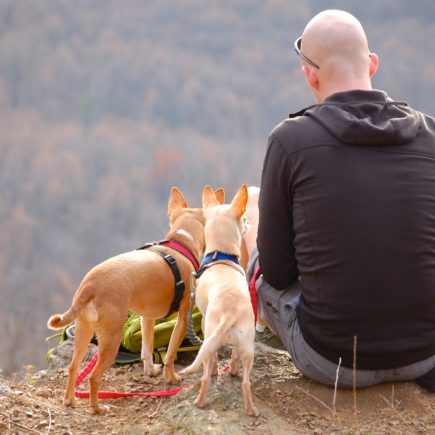 pet travel