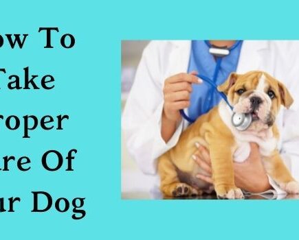 How To Take Proper Care Of Your Dog-www.justlittlethings.co.uk